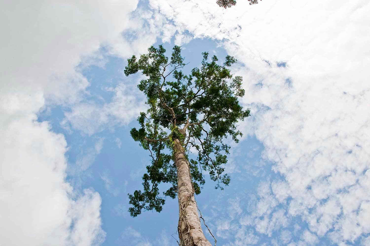 AMAZONAS 24_selva galeria_DSC_0056.jpg